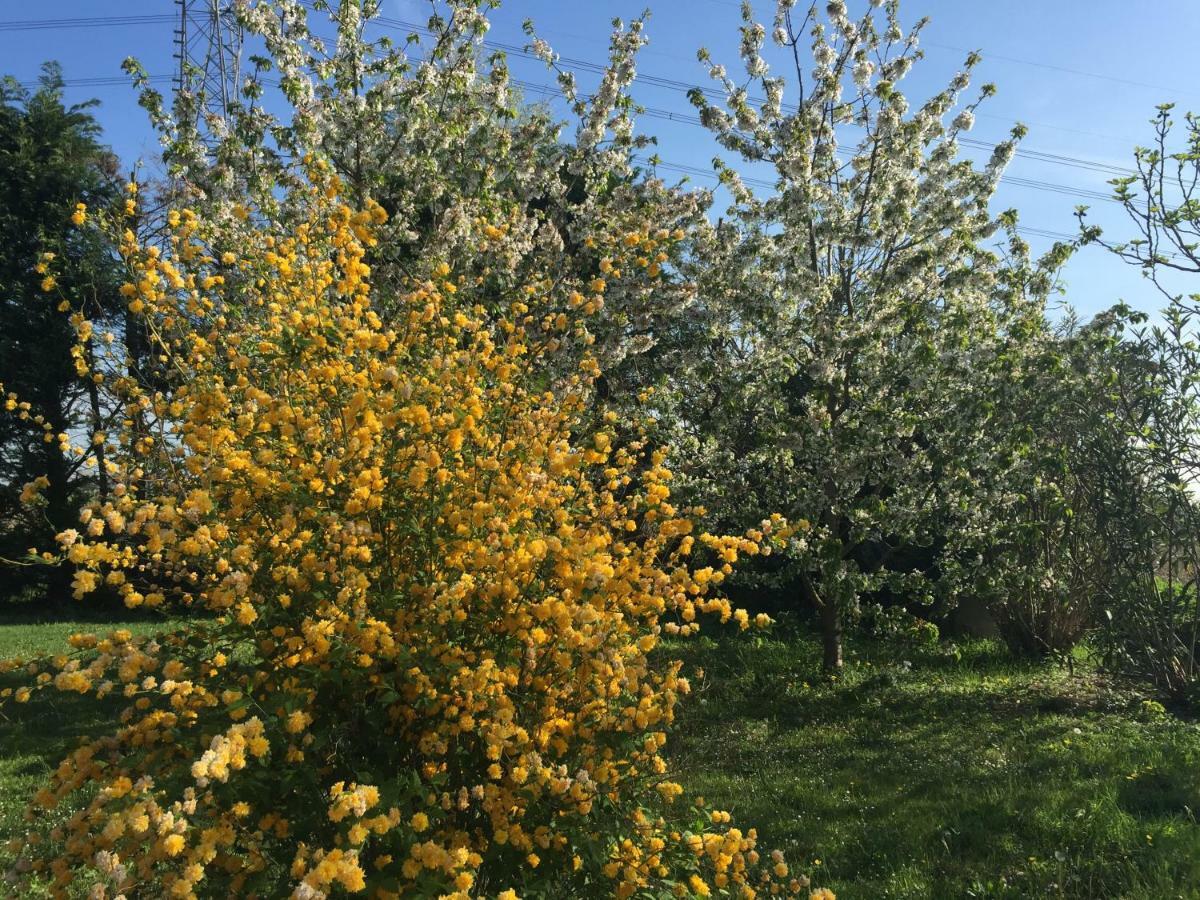 Il Rudere Bed and Breakfast Ravenna Buitenkant foto